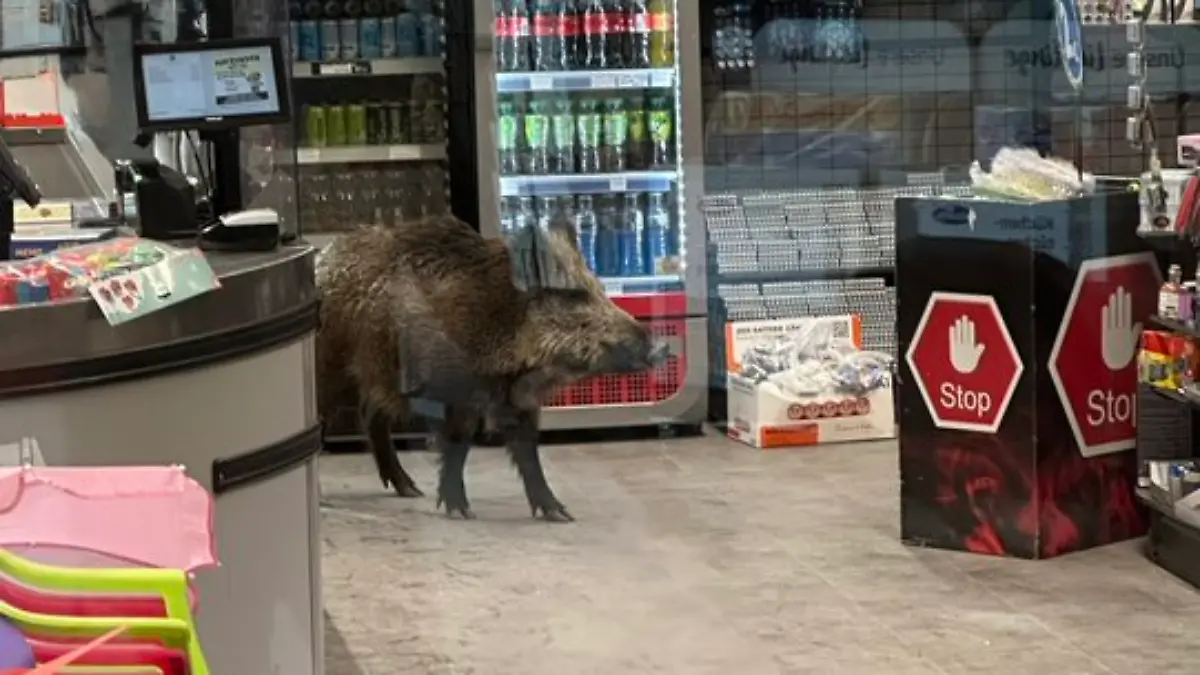 Wildschwein in Berliner Einkaufszentrum 