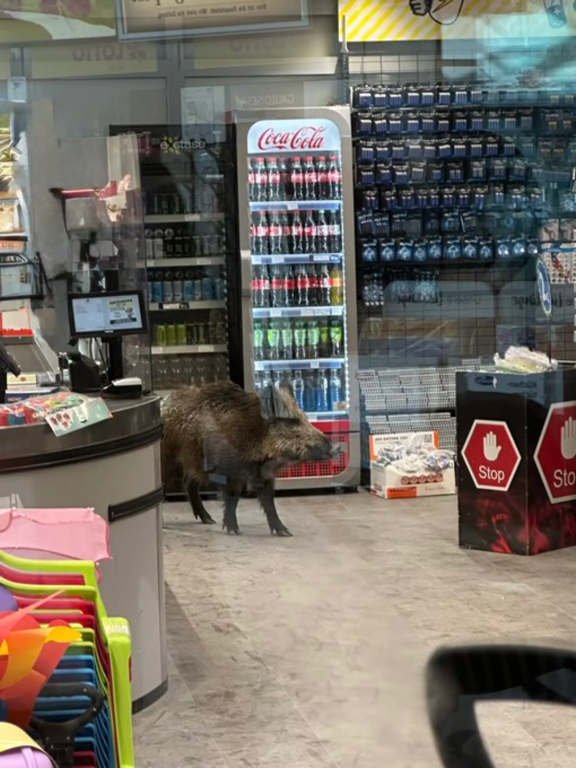 Wildschwein in Berliner Einkaufszentrum 