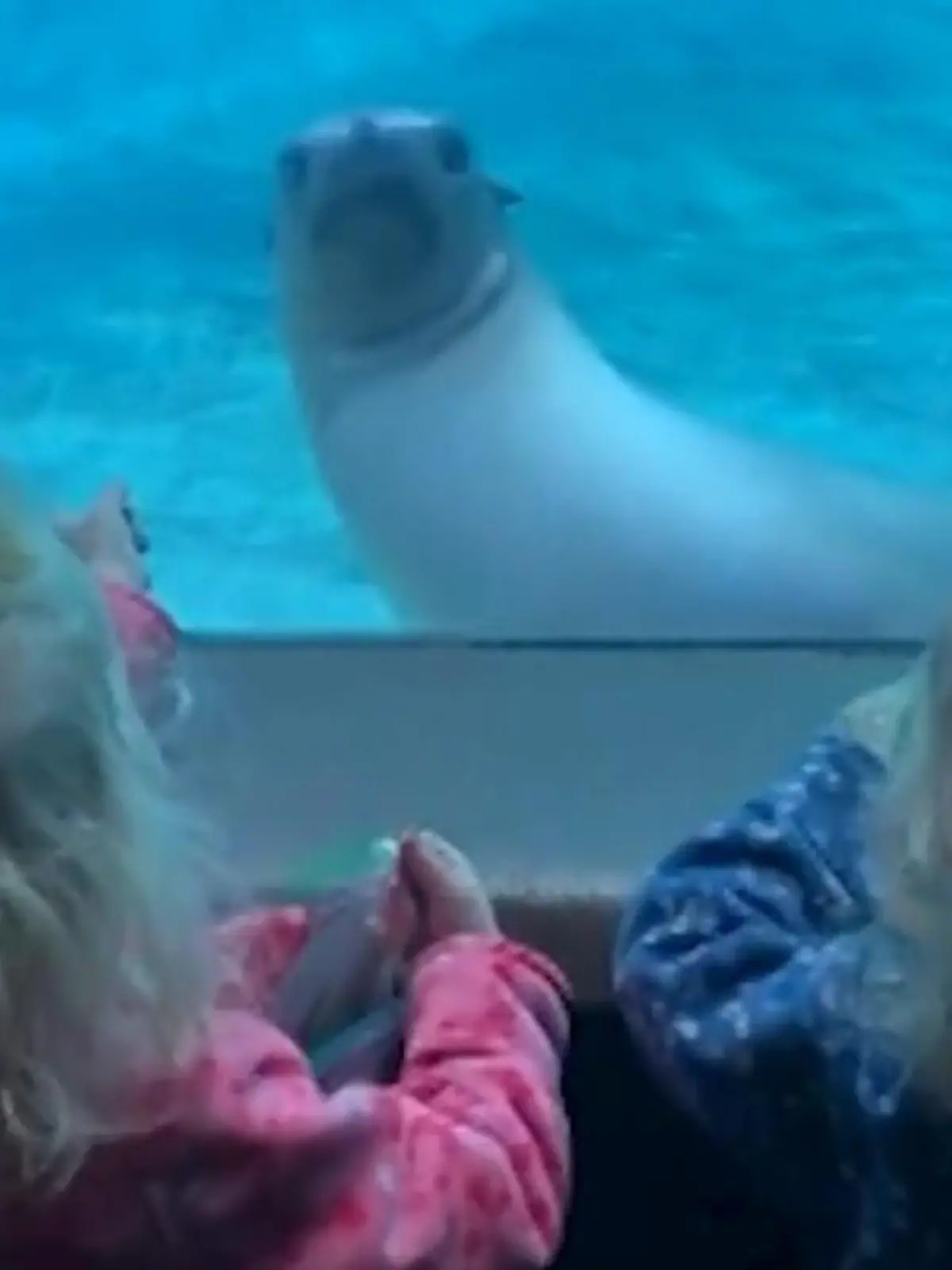 Bild zu: "Seelöwe entdeckt Zwillinge im Zoo – seine Reaktion begeistert Millionen!"