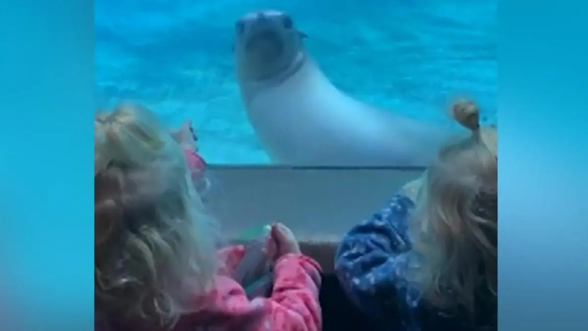 Seelöwe entdeckt Zwillinge im Zoo – seine Reaktion begeistert Millionen! Ich glaub, ich seh doppelt
