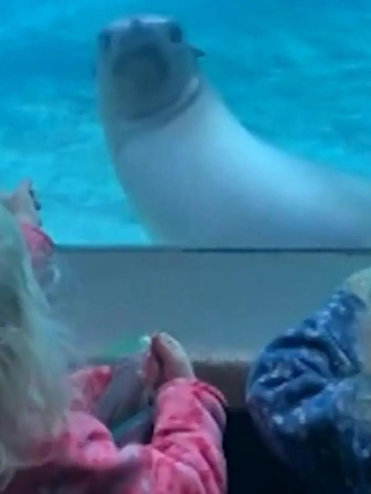 Bild zu: "Seelöwe entdeckt Zwillinge im Zoo – seine Reaktion begeistert Millionen!"