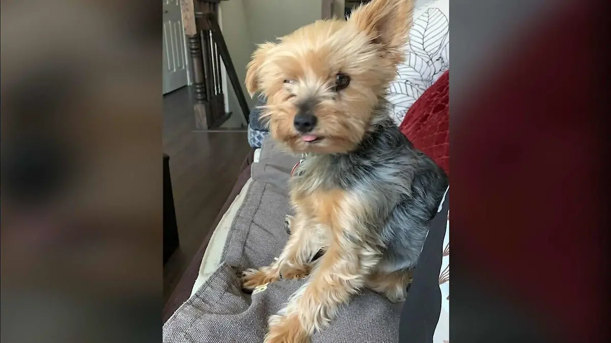 Macy hat ihr Frauchen Macy vor einem gefährlichen Kojoten beschützt.