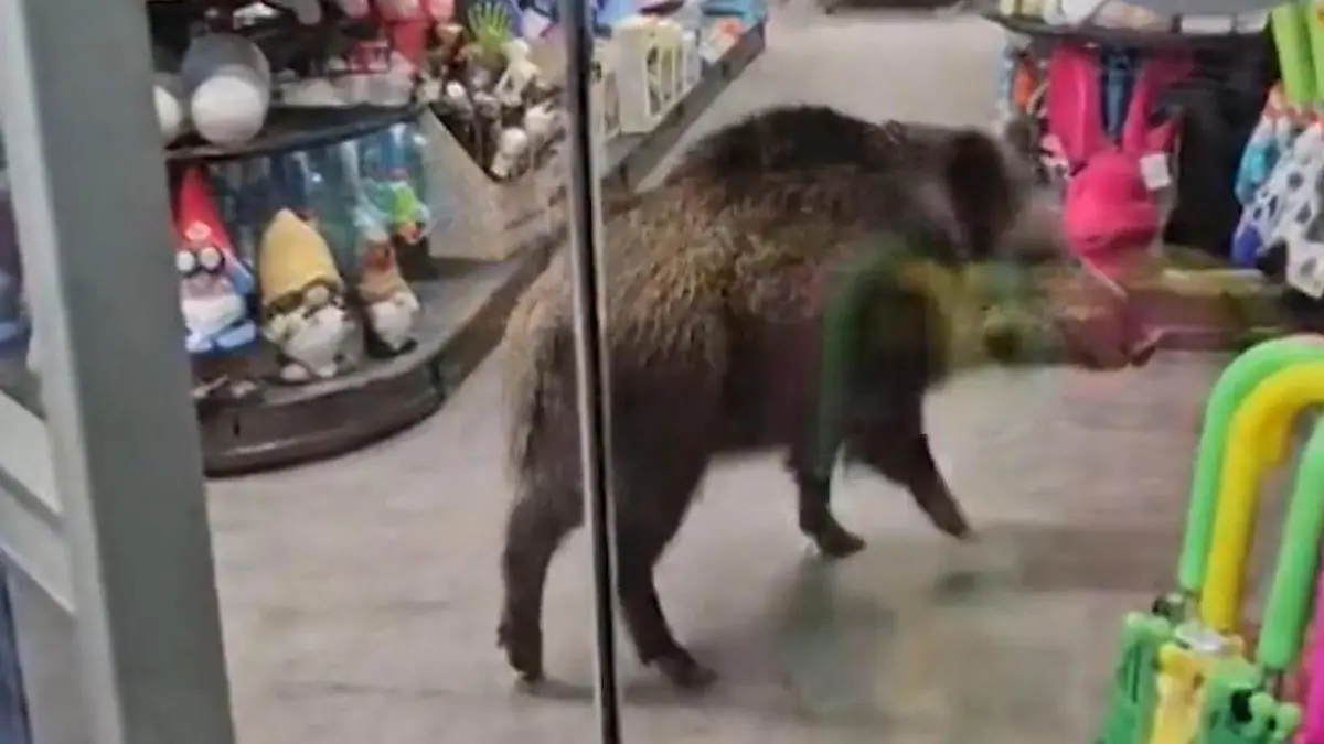Hier ist die Sau los! Wildschwein stürmt Berliner Einkaufszentrum Polizei sperrt Allende-Center ab