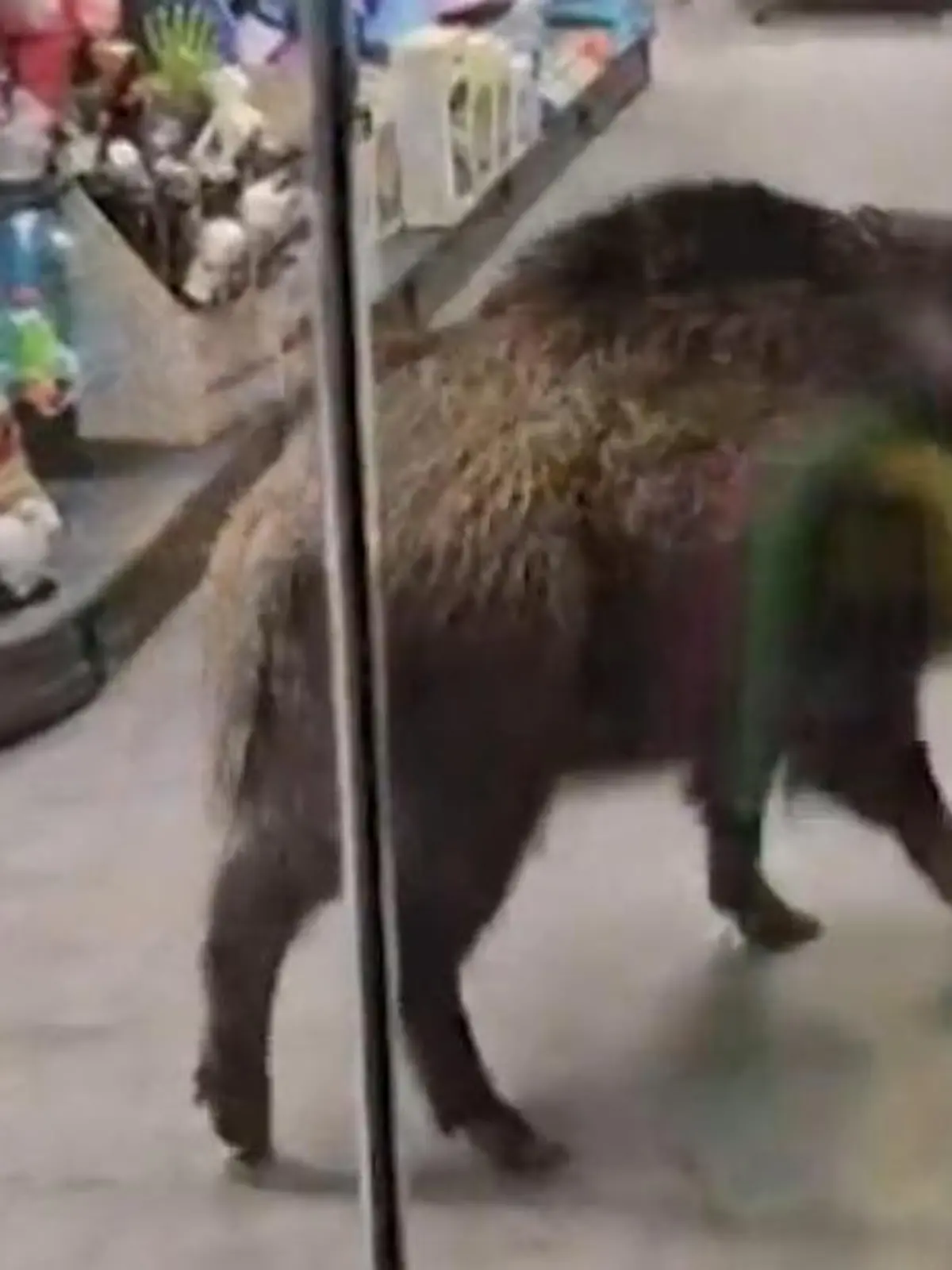 Bild zu: "Hier ist die Sau los! Wildschwein stürmt Berliner Einkaufszentrum"