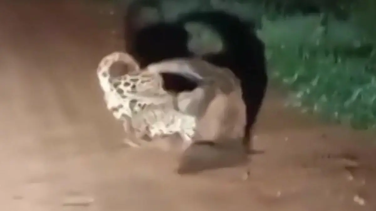 Jaguar rechnet mit leichter Beute – doch sein Opfer fährt die Krallen aus! Raubtier in der Nacht überrascht