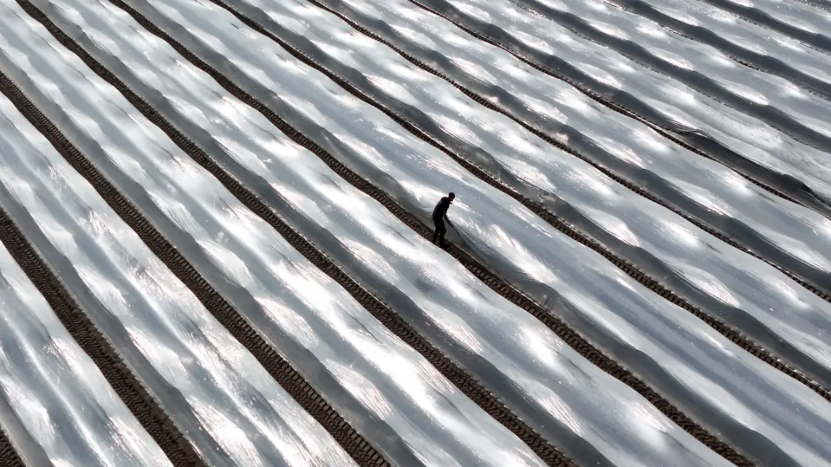 Arne Garlipp geht durch die Reihen der Spargeldämme und kontrolliert die gelegte Thermofolie (Aufnahme mit Drohne). In Sachsen-Anhalt sind die ersten Arbeiter auf den Spargelfeldern und arbeiten an den Dämmen und den Folien. Bis zum ersten Spargelstich wird es aber noch einige Zeit dauern. Auf den Feldern des Spargelhof Garlipp Spargel erwartet man den ersten Stich in der letzten Märzwoche. (zu dpa: ««Turbostart» in die Saison - Mythen um Deutschlands Spargel-Liebe») +++ dpa-Bildfunk +++