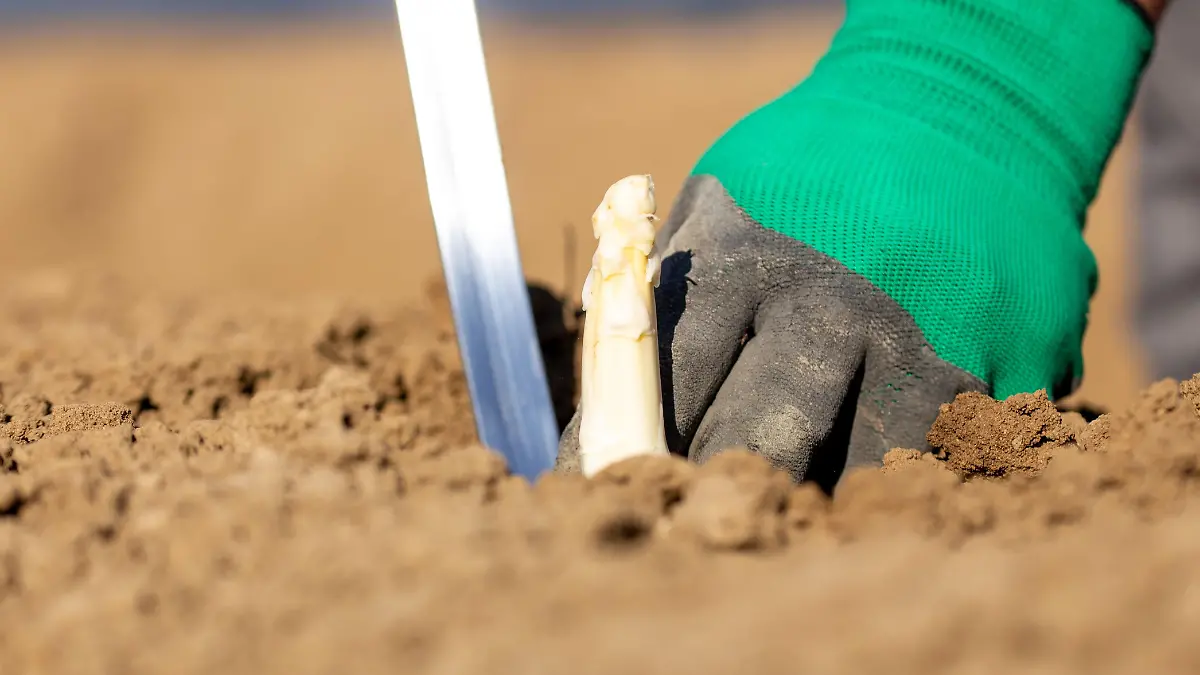 Spargelernte in der Pfalz