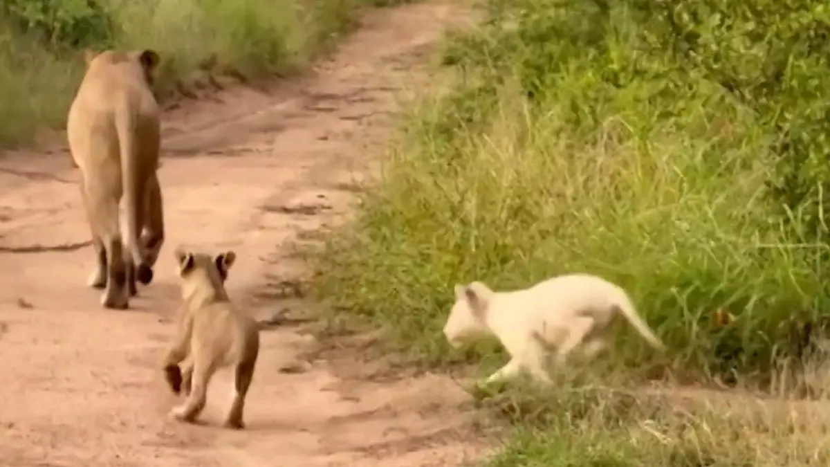 So klein, so weiß, so selten! Deutschem Fotografen gelingt Löwen-Sensationsaufnahme Während Safari in Südafrika