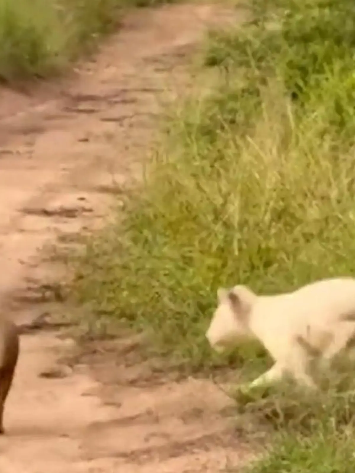 Bild zu: "So klein, so weiß, so selten! Deutschem Fotografen gelingt Löwen-Sensationsaufnahme"