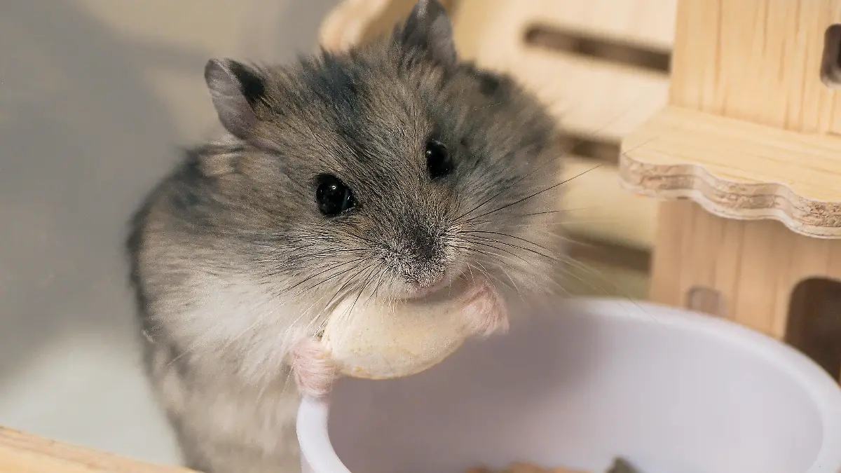 Selektiver Fokus. Porträt eines kleinen Dzungarischen Hamsters, der einen Kürbiskern zart in seinen Pfoten hält. Das Essen für den Hamster.