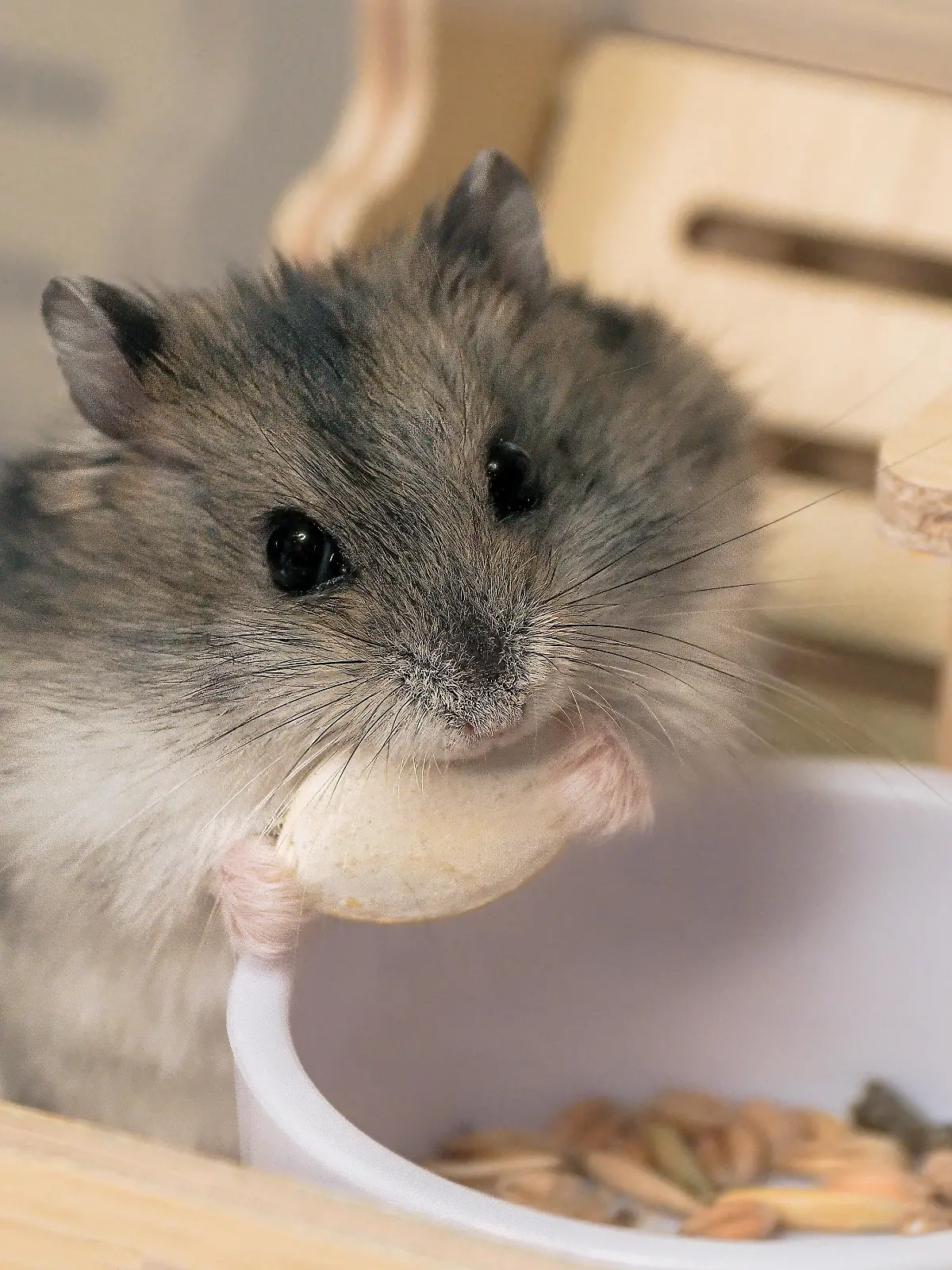 Selektiver Fokus. Porträt eines kleinen Dzungarischen Hamsters, der einen Kürbiskern zart in seinen Pfoten hält. Das Essen für den Hamster.
