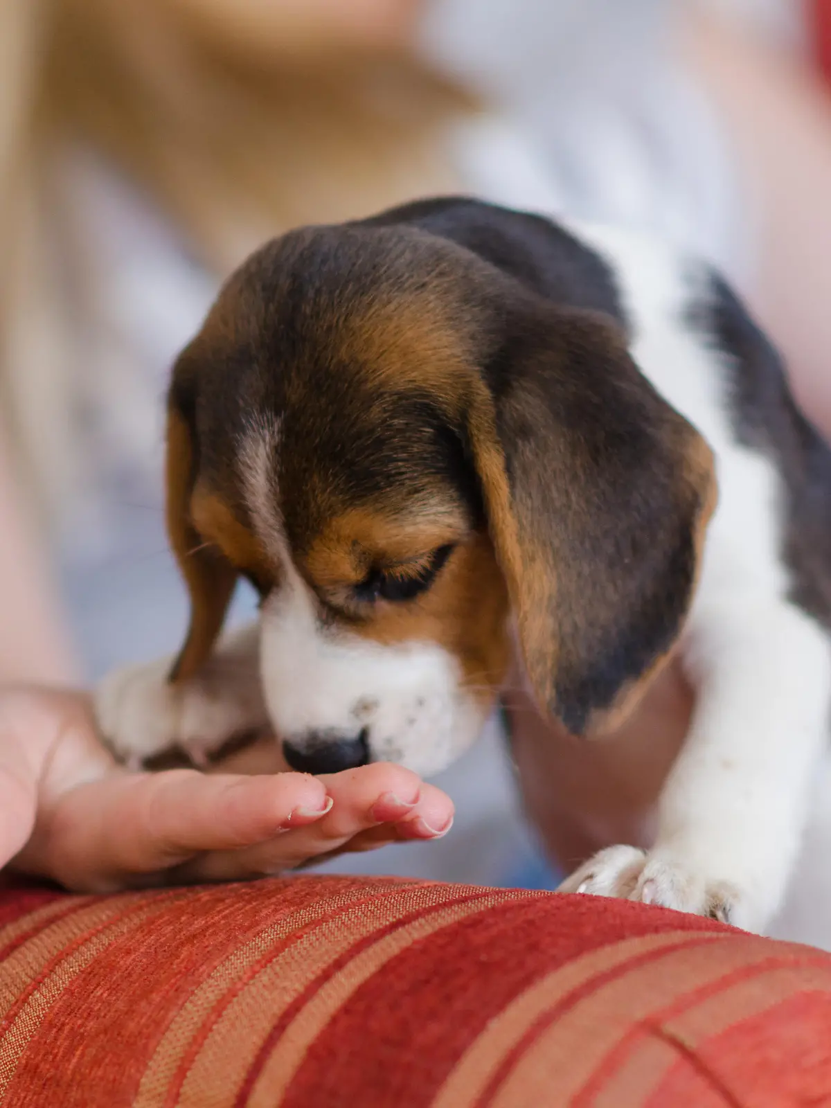 Ein Beagle-Welpe schnüffelt an der Hand seines Frauchens.