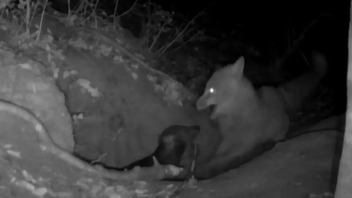 Noch nie zuvor gefilmt! Fuchs klaut Wolfswelpe direkt aus dem Bau – und frisst ihn Sensation in der Wildnis