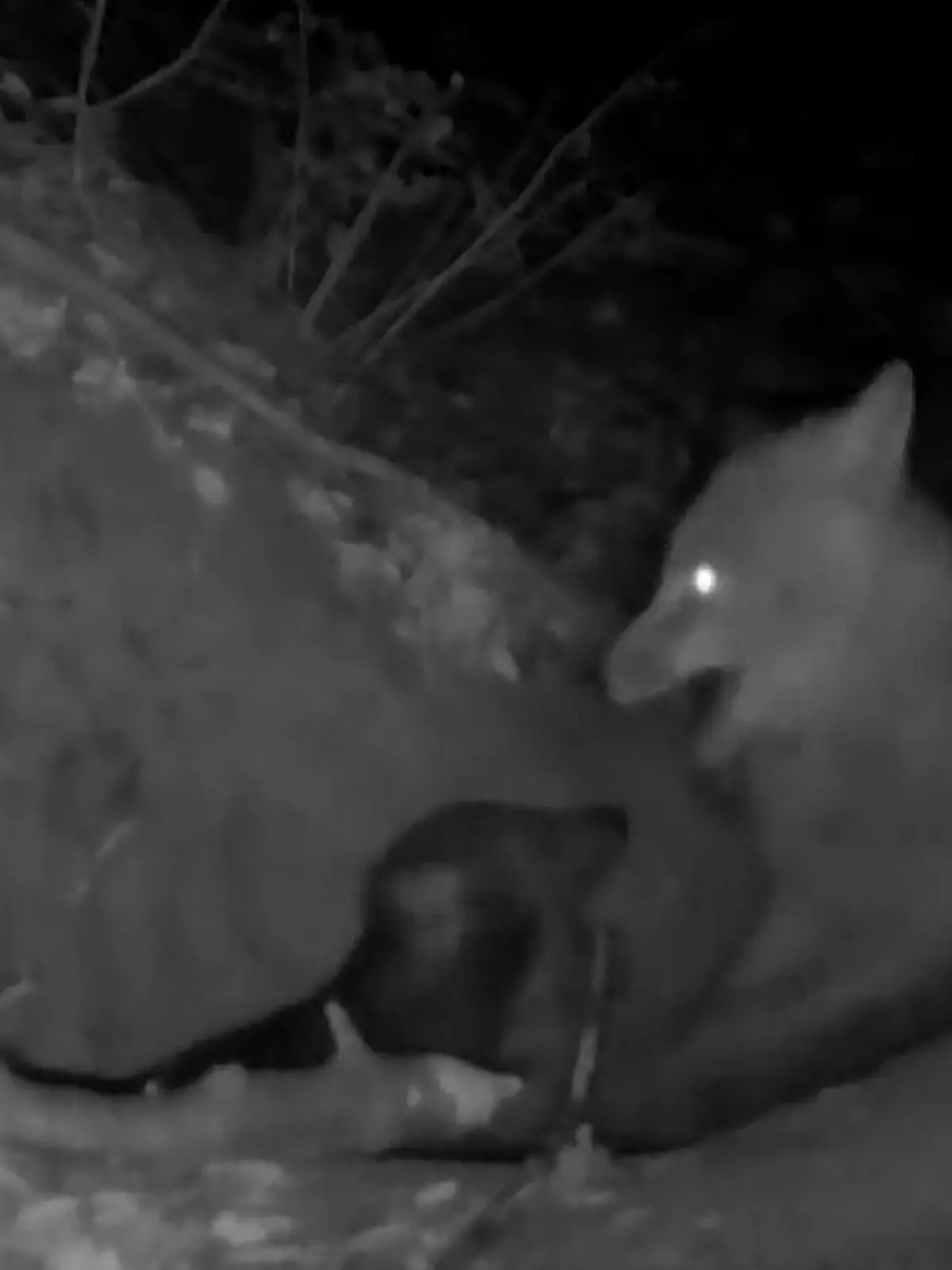 Bild zu: "Noch nie zuvor gefilmt! Fuchs klaut Wolfswelpe direkt aus dem Bau – und frisst ihn"