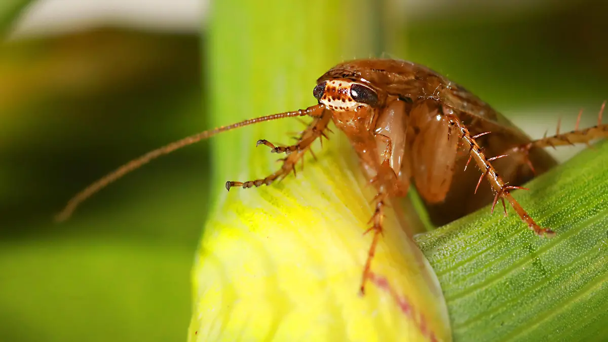 Die Bernsteinschabe fühlt sich im Garten besonders wohl