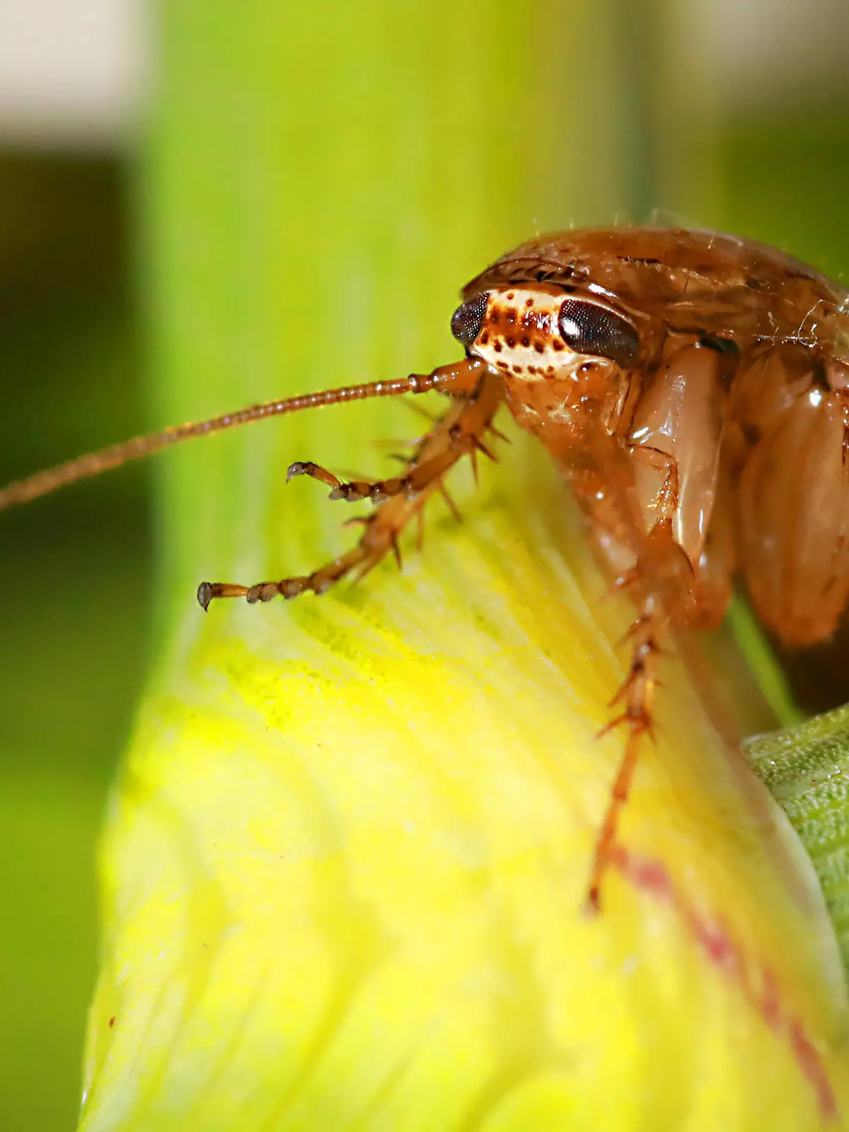 Die Bernsteinschabe fühlt sich im Garten besonders wohl