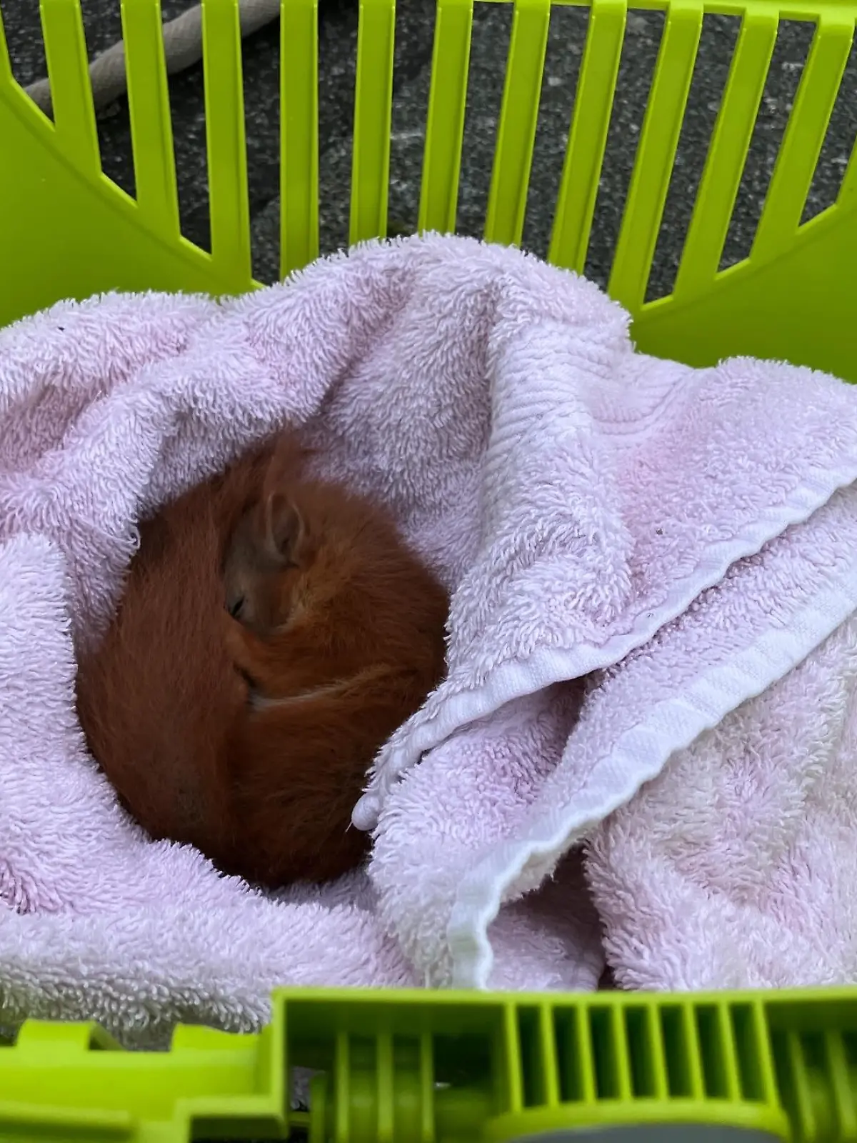 Bild zu: "In 14 Metern Höhe! Feuerwehr muss Eichhörnchen retten"