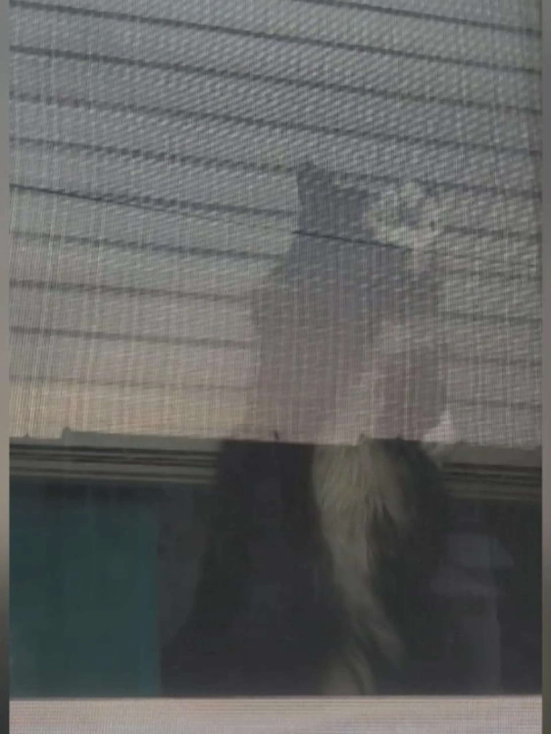 Bild zu: "Eifersucht! Kater fährt Krallen aus"
