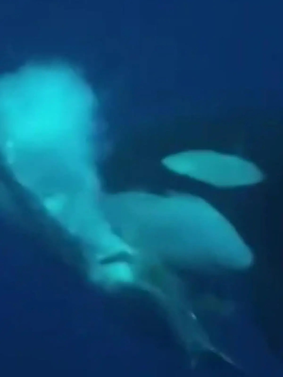 Bild zu: "Brutaler Orca-Angriff! Meeresgiganten töten Riesenfisch – mit DIESER Killer-Technik"