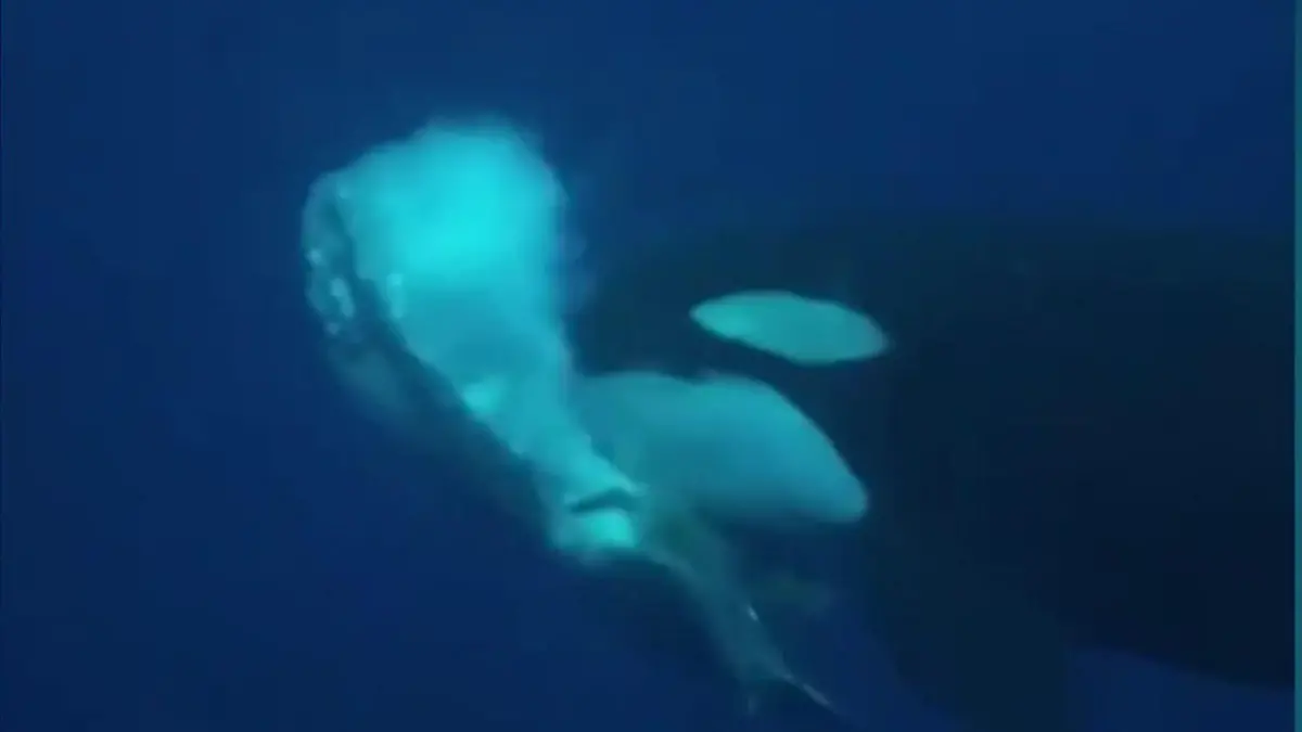 Brutaler Orca-Angriff! Meeresgiganten töten Riesenfisch – mit DIESER Killer-Technik Fotograf mitten im Naturspektakel