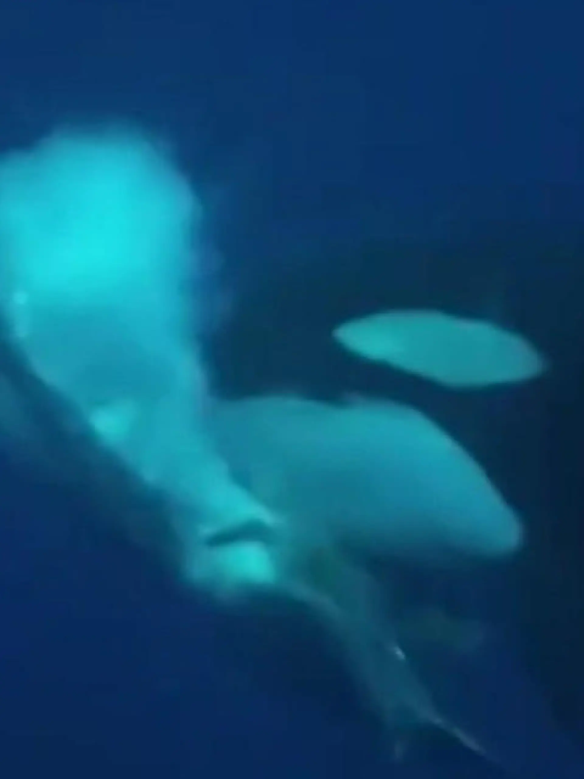 Bild zu: "Brutaler Orca-Angriff! Meeresgiganten töten Riesenfisch – mit DIESER Killer-Technik"