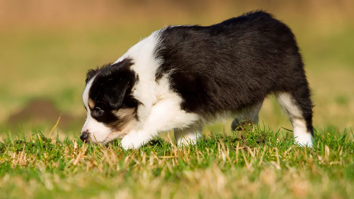 Border Collie, Welpe, 6 Wochen