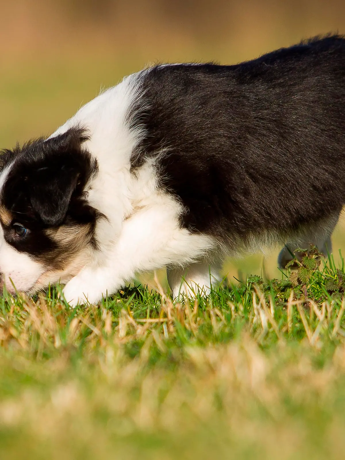 Border Collie, Welpe, 6 Wochen