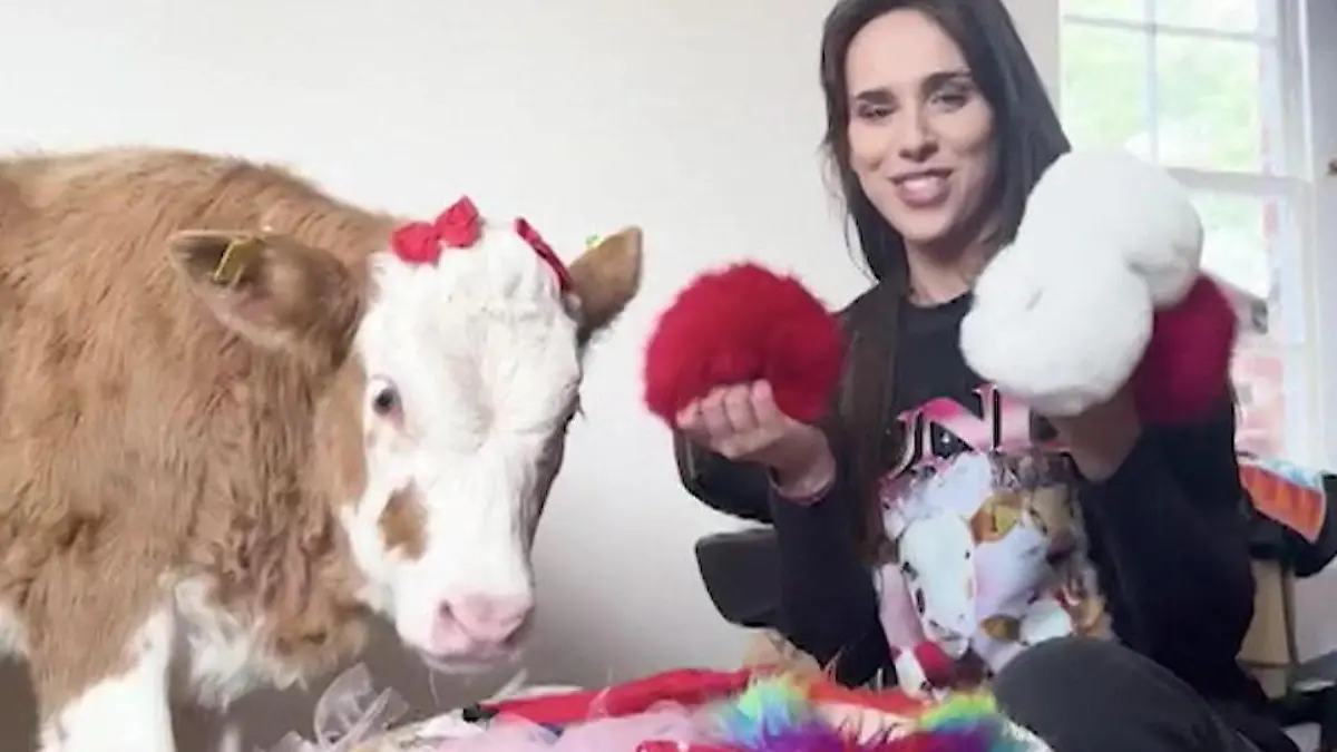 Als Kalb von Mutter verstoßen! Tash (26) nimmt Kuh zu Hause auf – und macht Star aus ihr Sie geben sich gegenseitig Halt