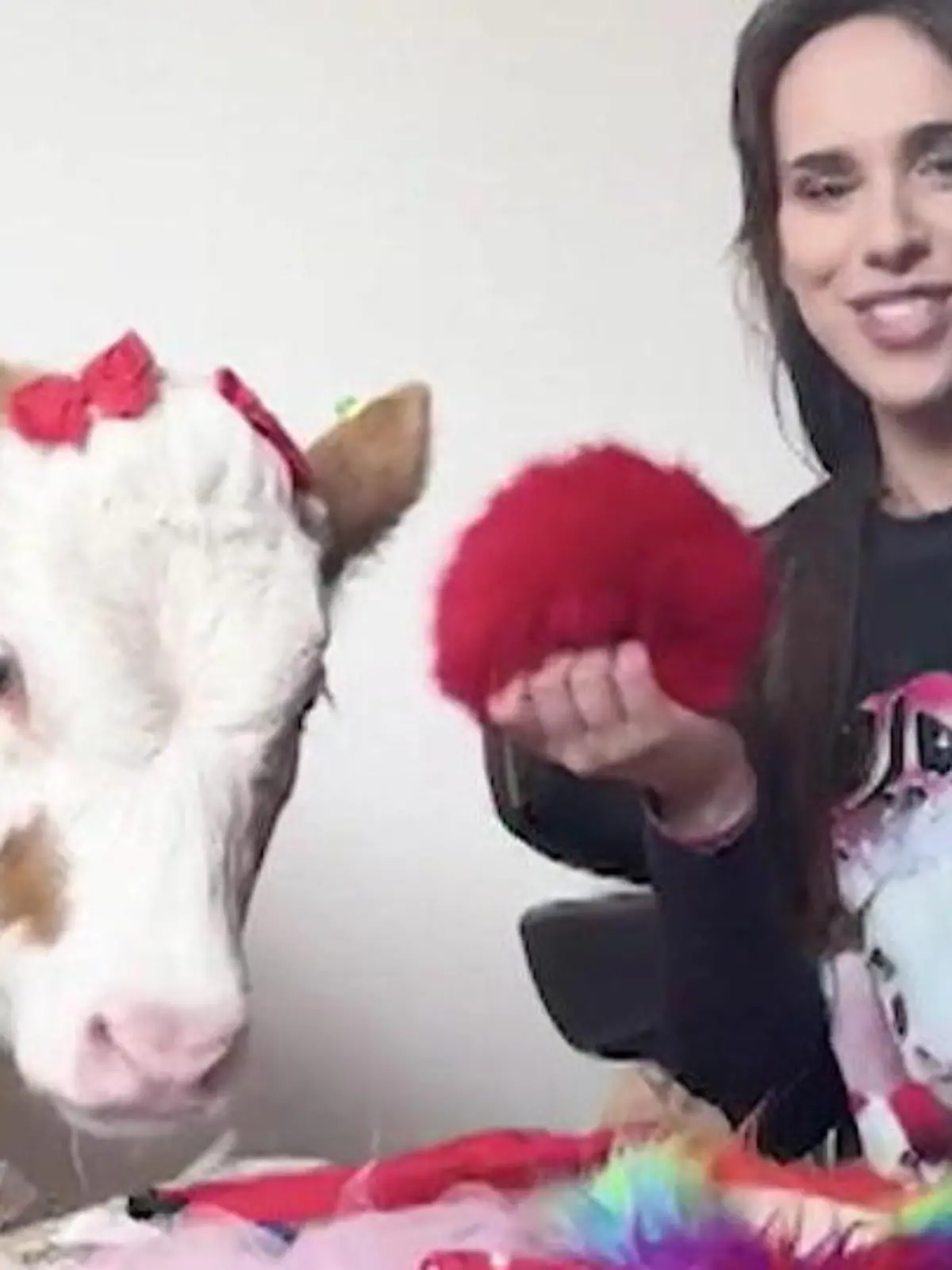 Bild zu: "Als Kalb von Mutter verstoßen! Tash (26) nimmt Kuh zu Hause auf – und macht Star aus ihr"