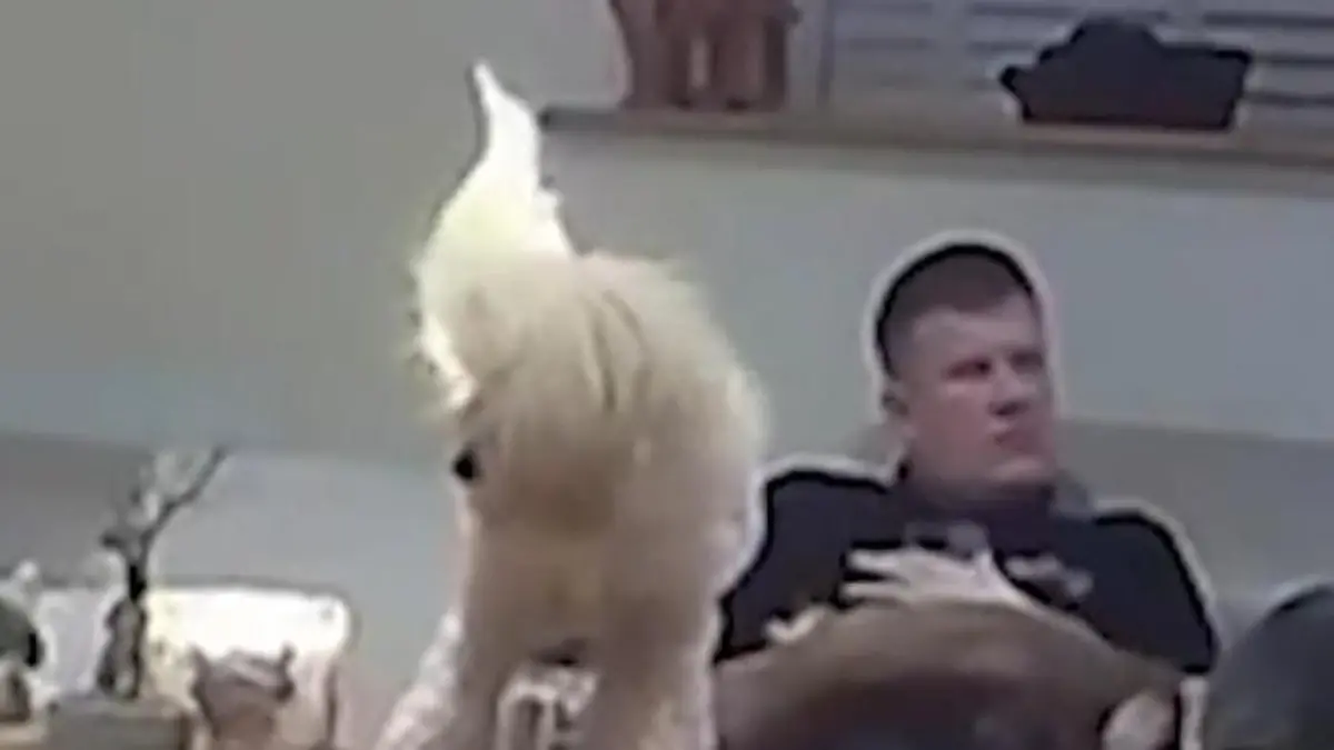 Hund zündet sich selbst an – weil er DAS übersieht! Herrchen reagiert sofort