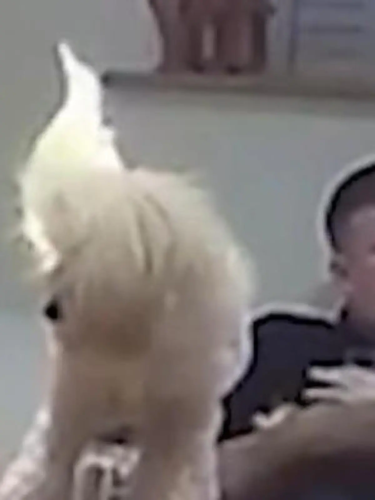 Hund zündet sich selbst an – weil er DAS übersieht!