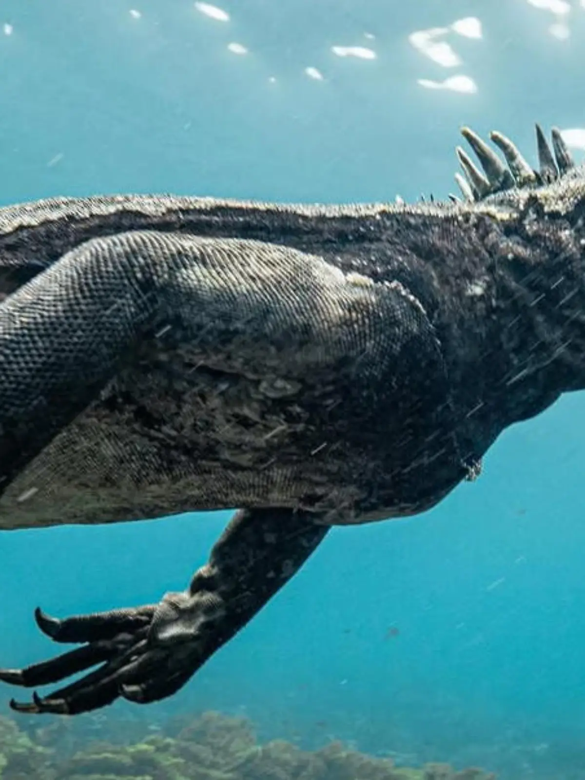 Bild zu: "Einzigartige Meereskreatur! DAS ist Unterwasser-Godzilla"