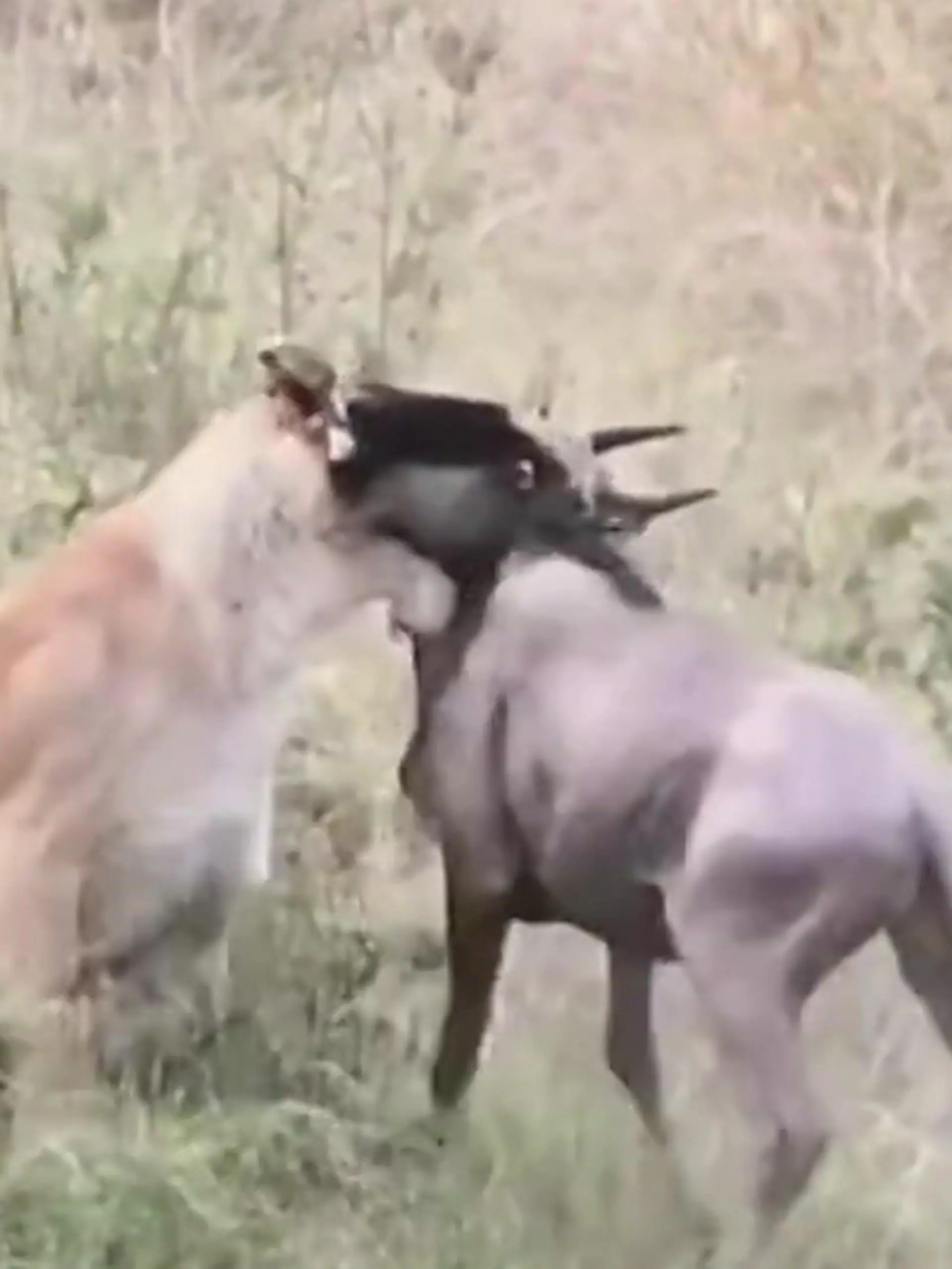 Bild zu: "Gnu-Herde auf Wanderschaft – dann attackieren die Löwen!"