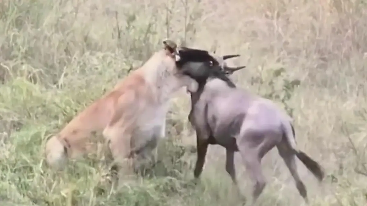 Gnu-Herde auf Wanderschaft – dann attackieren die Löwen! Während Safari-Tour