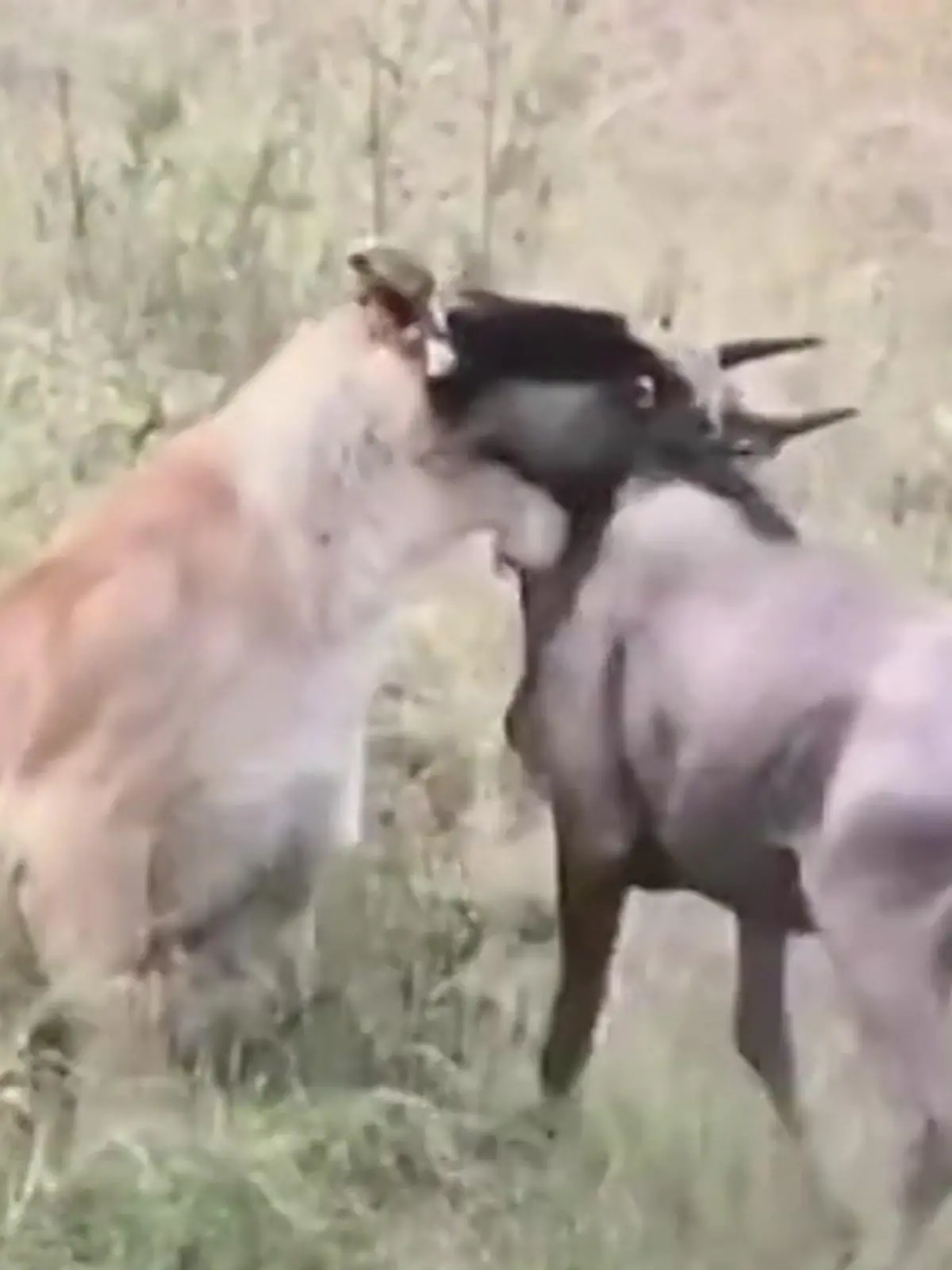 Bild zu: "Gnu-Herde auf Wanderschaft – dann attackieren die Löwen!"