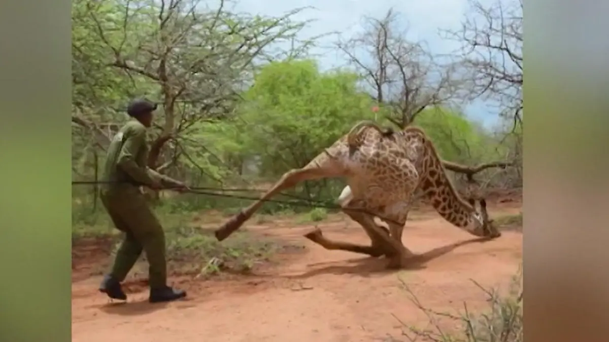 Giraffe schwer verletzt! Tierärzte reißen sie zu Boden – um ihr zu helfen!  Drahtschlinge tief im Fleisch