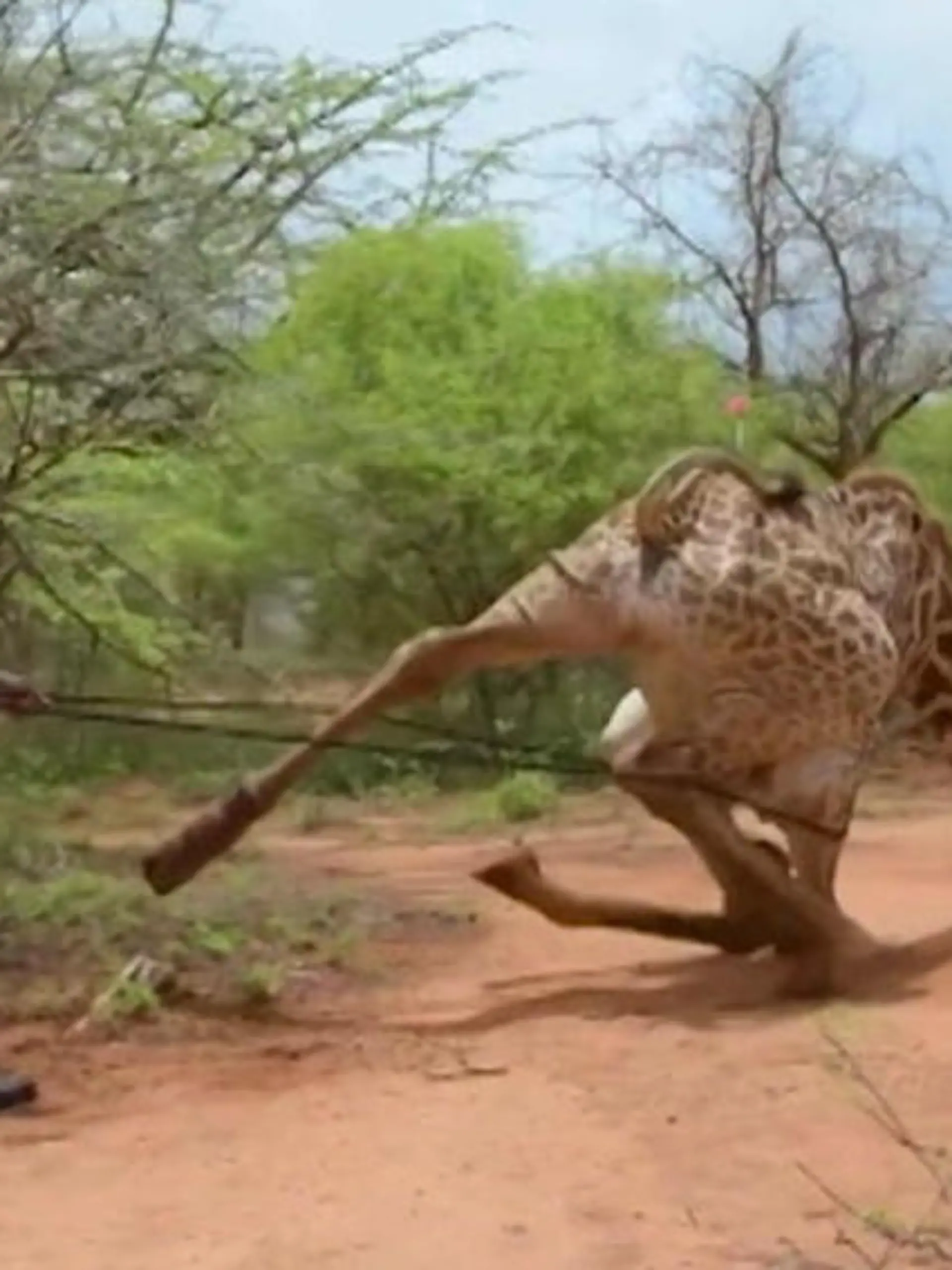 Bild zu: "Brutaler Anblick! Tierärzte werfen Giraffe um – um ihr zu helfen! "