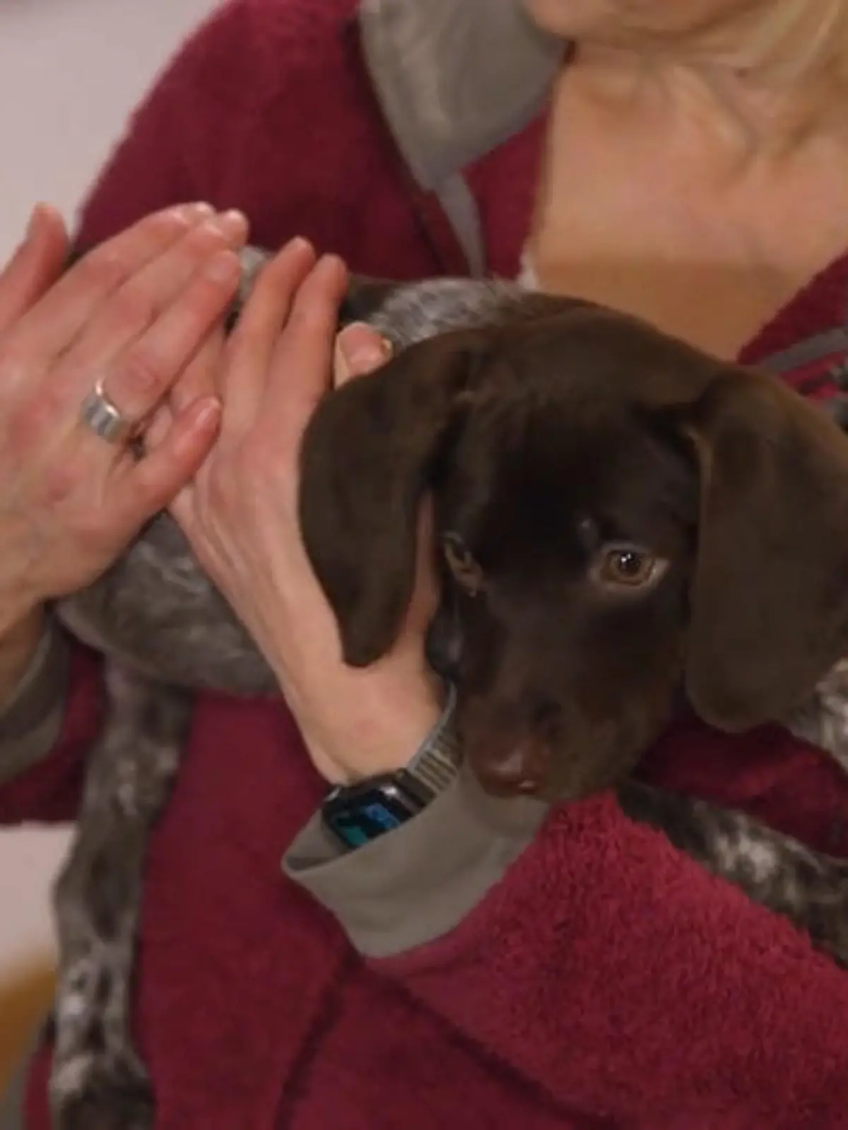 Bild zu: "Tierschutzwelpe Mara im neuen Zuhause: Wie klappt das Kennenlernen mit den Rettungshunden?"