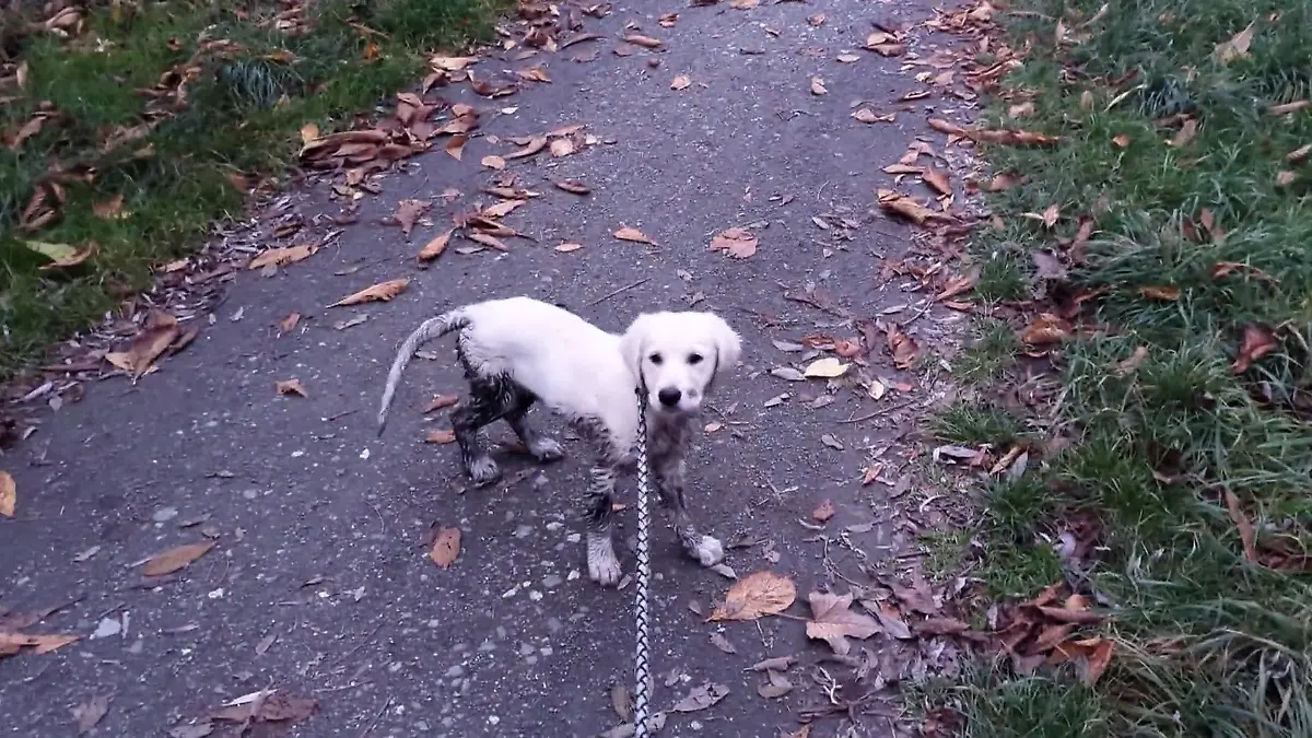 Welpe außer Rand und Band: Melle überprüft Leilas Training Zurück auf Anfang