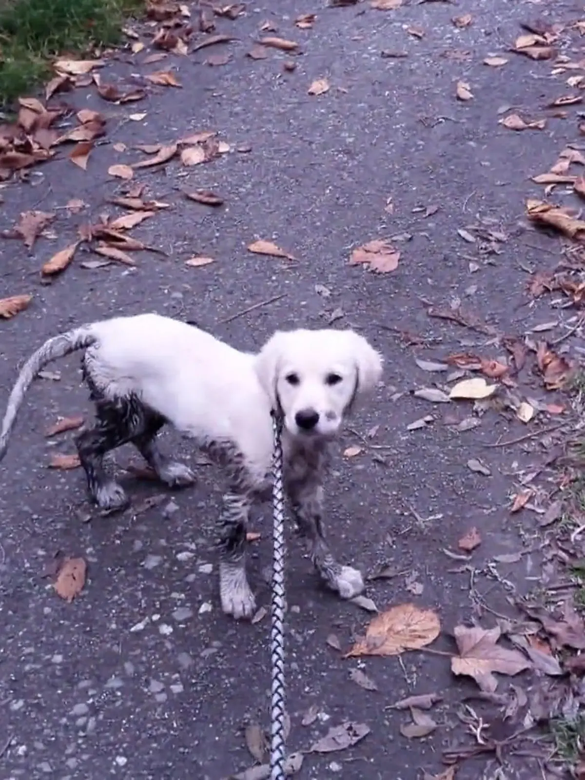 Bild zu: "Welpe außer Rand und Band: Melle überprüft Leilas Training"