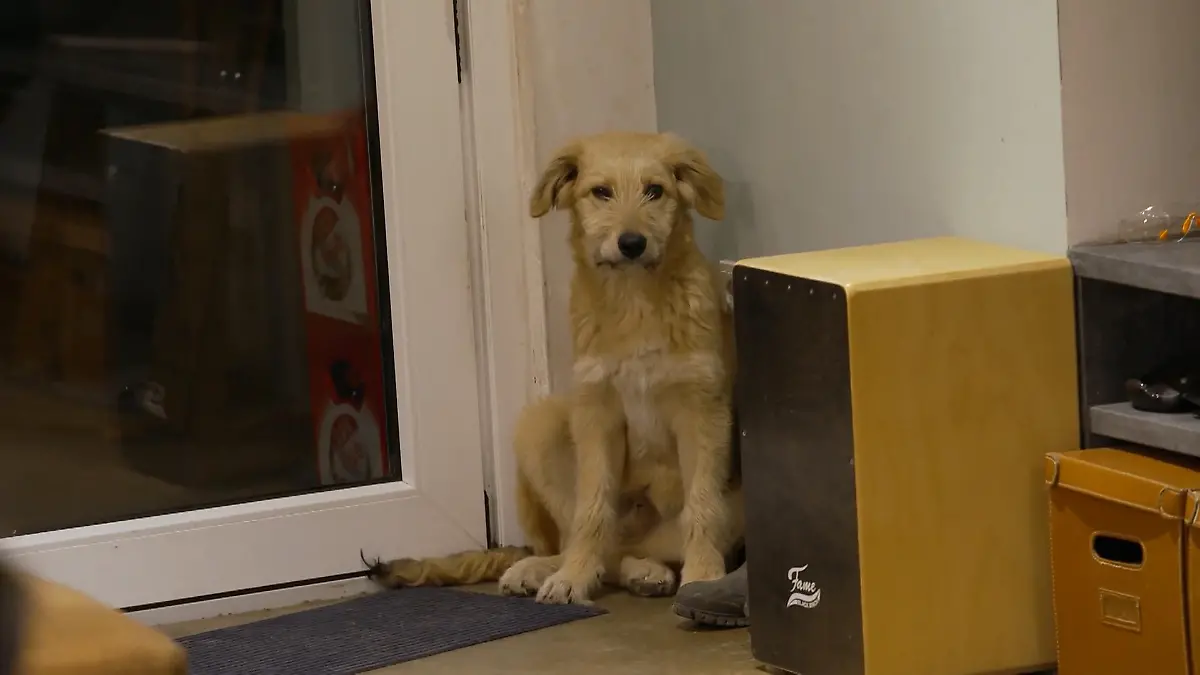 Neuzugang nicht erwünscht? Wie reagieren Nacho und Mr. Peaches auf Jabba? Jabba trifft die Senioren