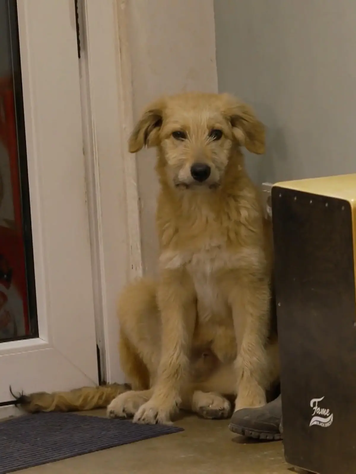 Bild zu: "Neuzugang nicht erwünscht? Wie reagieren Nacho und Mr. Peaches auf Jabba?"