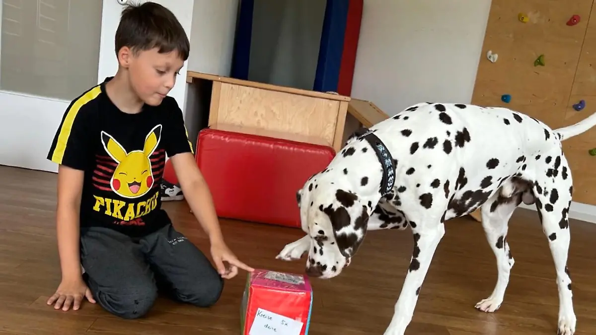 Kleine Nika, große Aufgabe: Wird der Katalanische Schäferhund zur echten Hilfe für Henry? Hund für Henry?