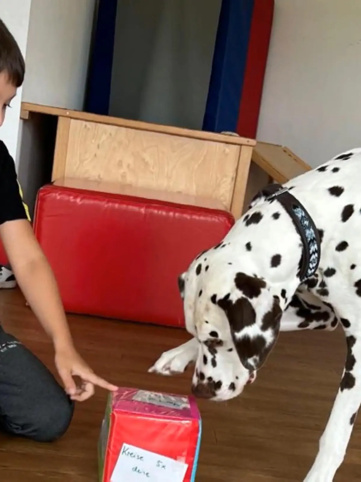 Bild zu: "Kleine Nika, große Aufgabe: Wird der Katalanische Schäferhund zur echten Hilfe für Henry?"