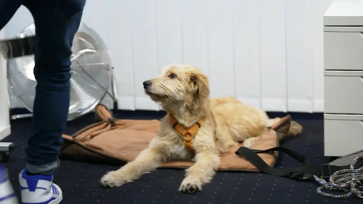 Premiere für Jabba: Klappt der erste Bürotag unter Martin Rütters klaren Regeln? Bürohund Jabba