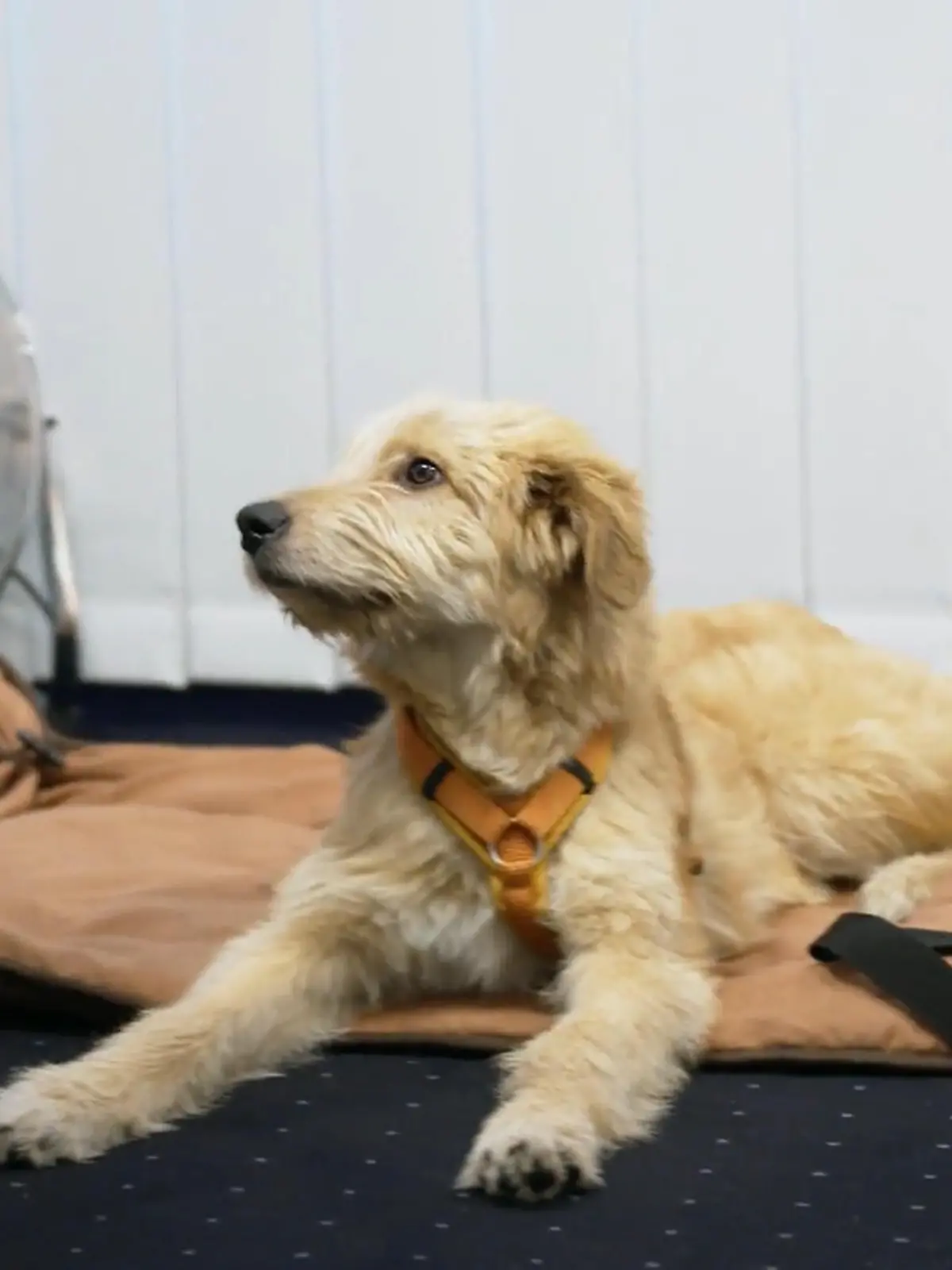 Bild zu: "Premiere für Jabba: Klappt der erste Bürotag unter Martin Rütters klaren Regeln?"