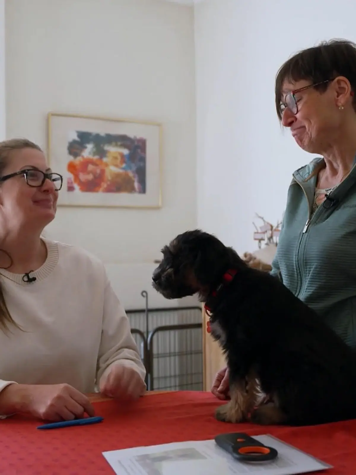 Bild zu: "Nicole holt Nika ab: Wie startet das neue Familienmitglied in sein großes Abenteuer?"