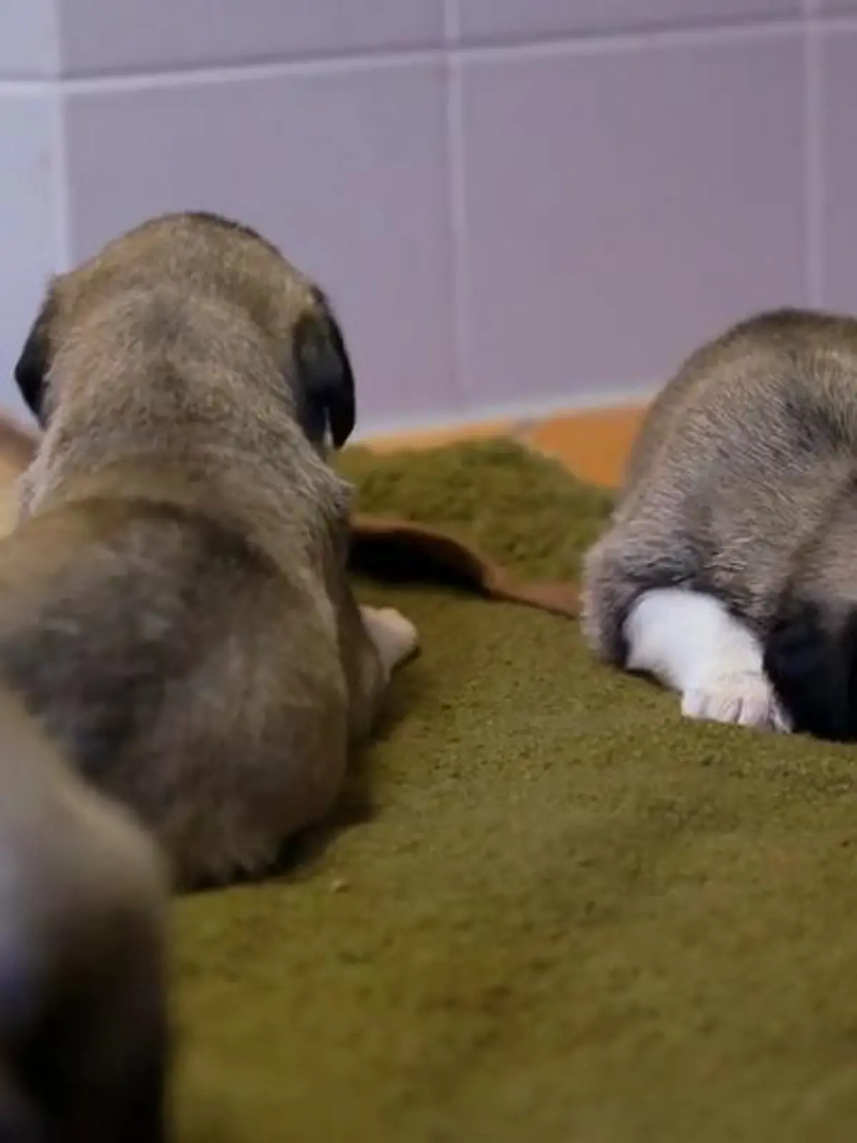 Die Welpen kommen: 3 von 9 Kangal-Welpen im Tierheim Bremen