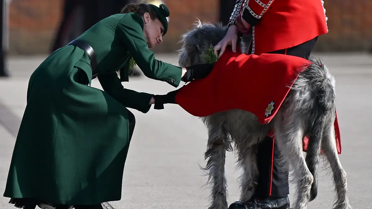 Seamus, das Regimentsmaskottchen, bekommt ein Kleeblatt ans Halsband gesteckt