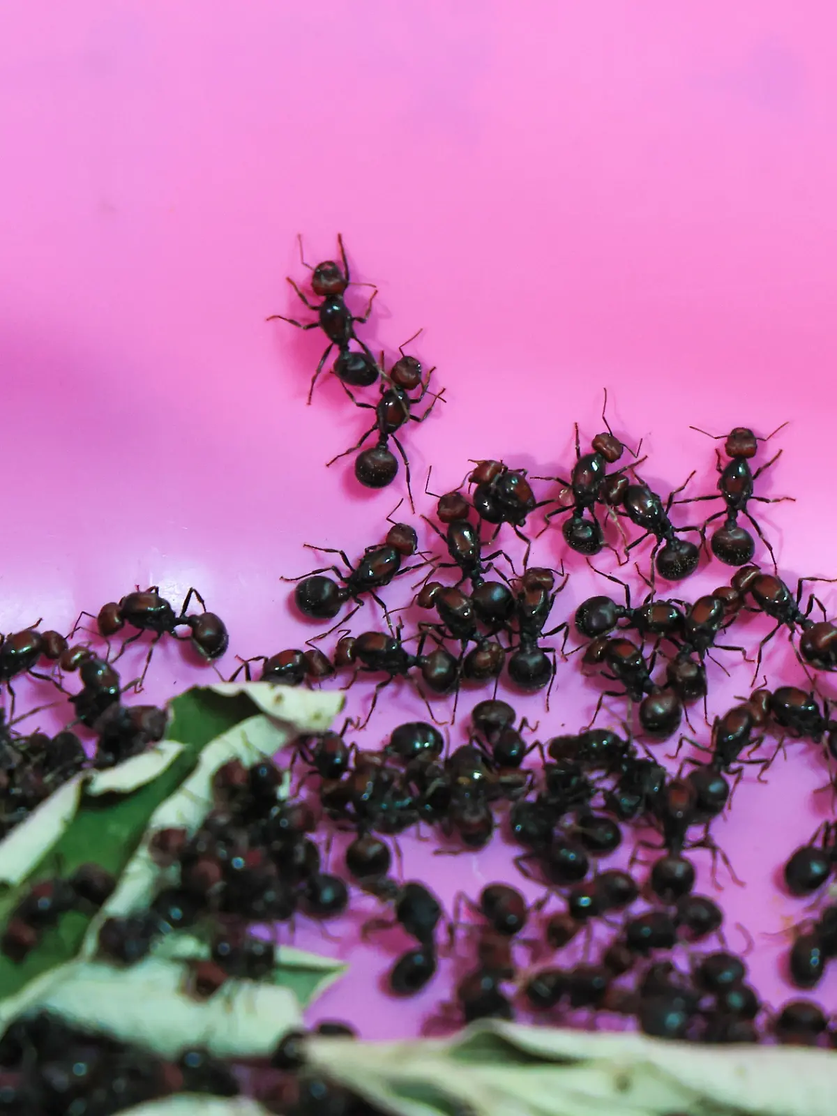 Kenya Ant Trafficking